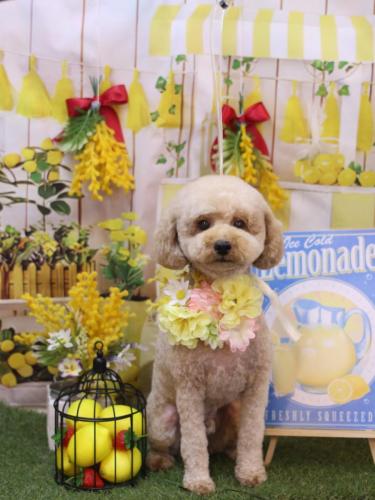 20240426モナカくん